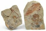 Cluster Of Juvenile Dikelokephalina Trilobites - With Pos/Neg Split #230519-1